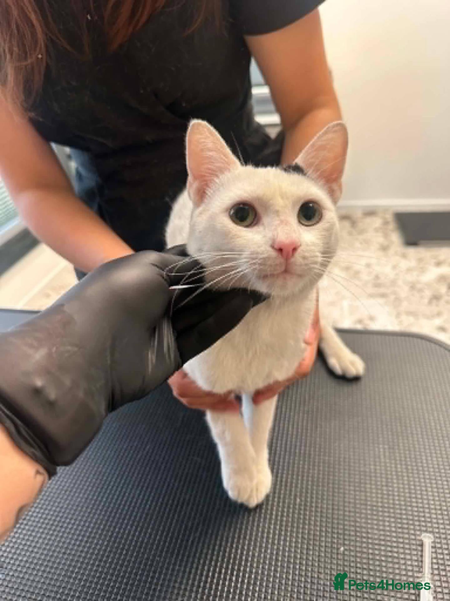Mixed Breed cats for adoption: Tano for adoption - Advert 6