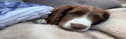 Cocker Spaniel dogs for sale:  Puppy Oskar Looking for His Forever Home!  - Advert 3