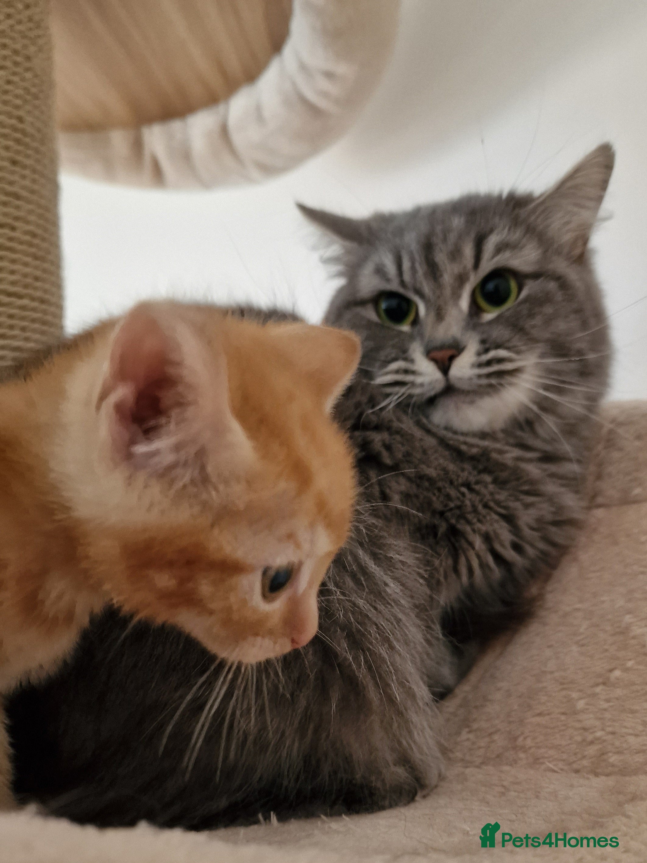 Mixed Breed cats Cute kittens  - Advert 1