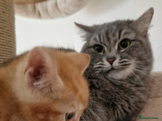 Mixed Breed cats Cute kittens - Advert 1