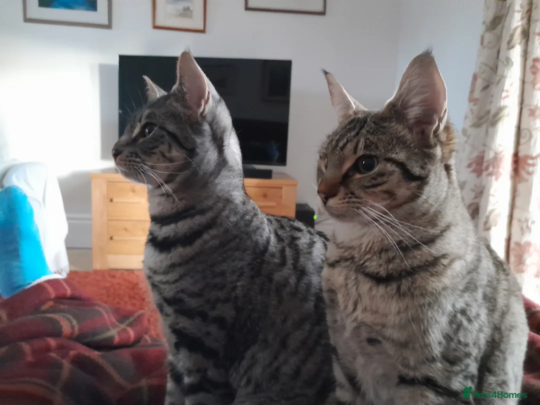 Savannah cats for sale: TICA Reg, F5 Pedigree Girl Kitten - Advert 3