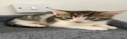 Mixed Breed cats for sale: Kittens - Advert 1