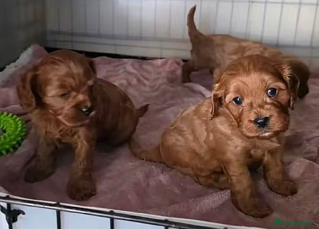 Cavapoo dogs for sale: Cavapoo puppies - Image 3