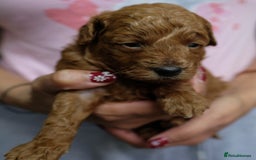 Toy Poodle dogs for sale: Gorgeous KC registered Red Toy Poodle pups - Image 12