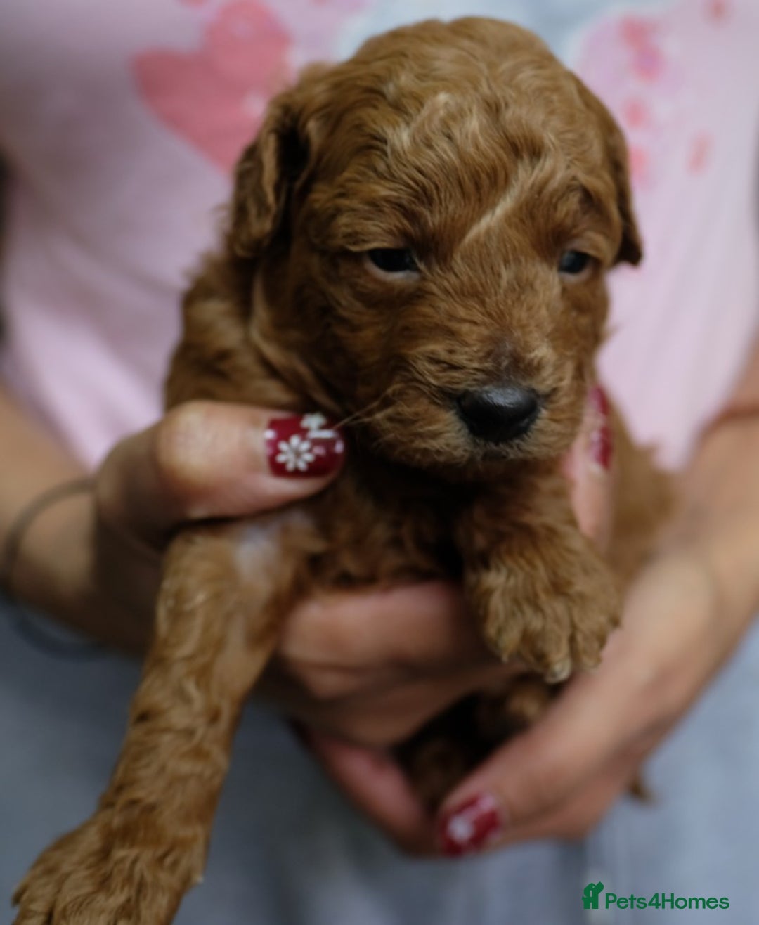 Toy Poodle dogs for sale: Gorgeous KC registered Red Toy Poodle pups - Image 12
