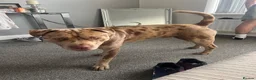 Mixed Breed dogs for stud: Cross breed sharpei x canary pressa for stud   - Advert 5