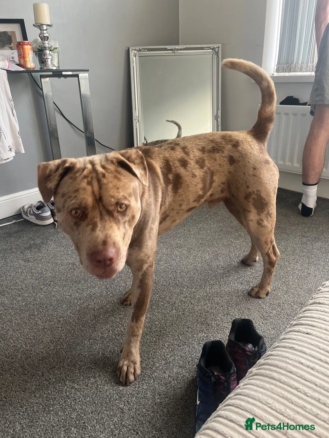 Mixed Breed dogs for stud: Cross breed sharpei x canary pressa for stud   - Advert 5
