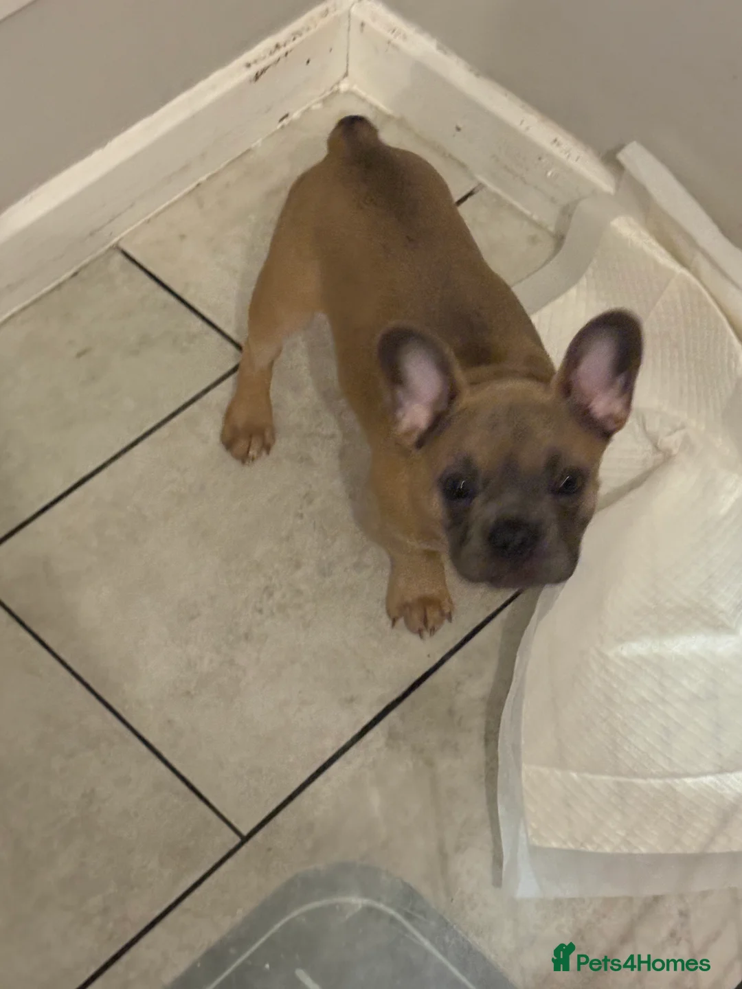 French Bulldog dogs for sale: 13 Weeks French Bulldog Vaccinated & Microchipped - Advert 4