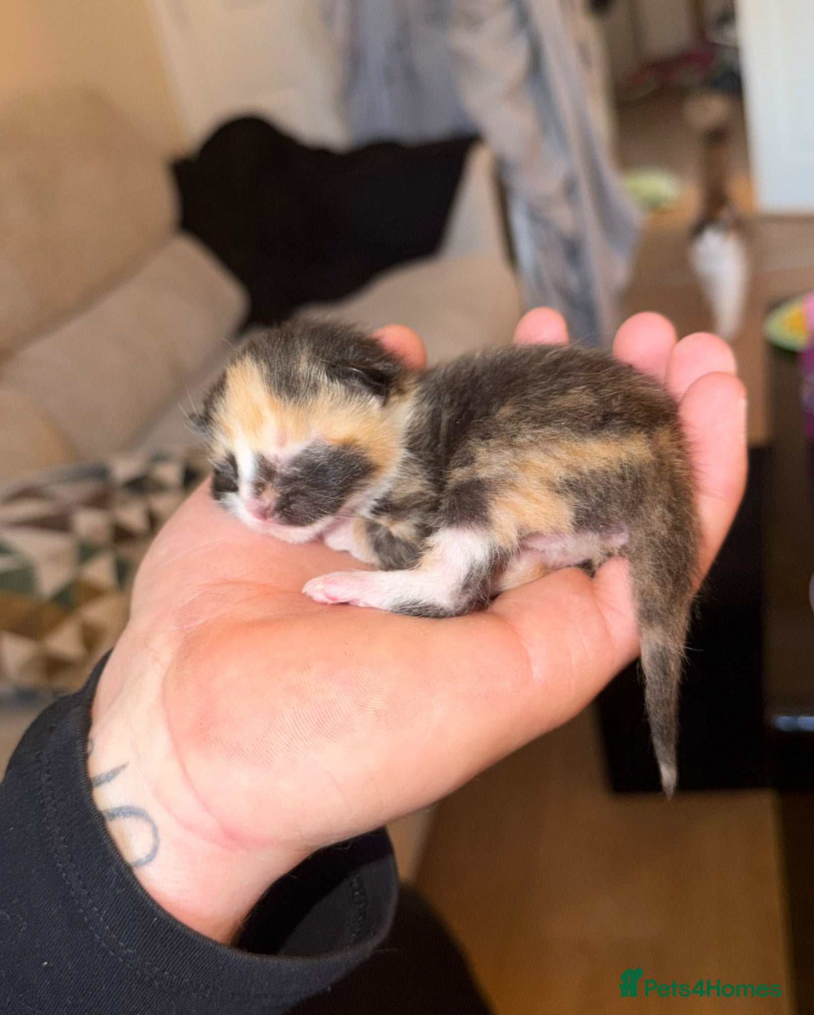 British Longhair cats Beautiful long haired kittens for sale - Advert 3