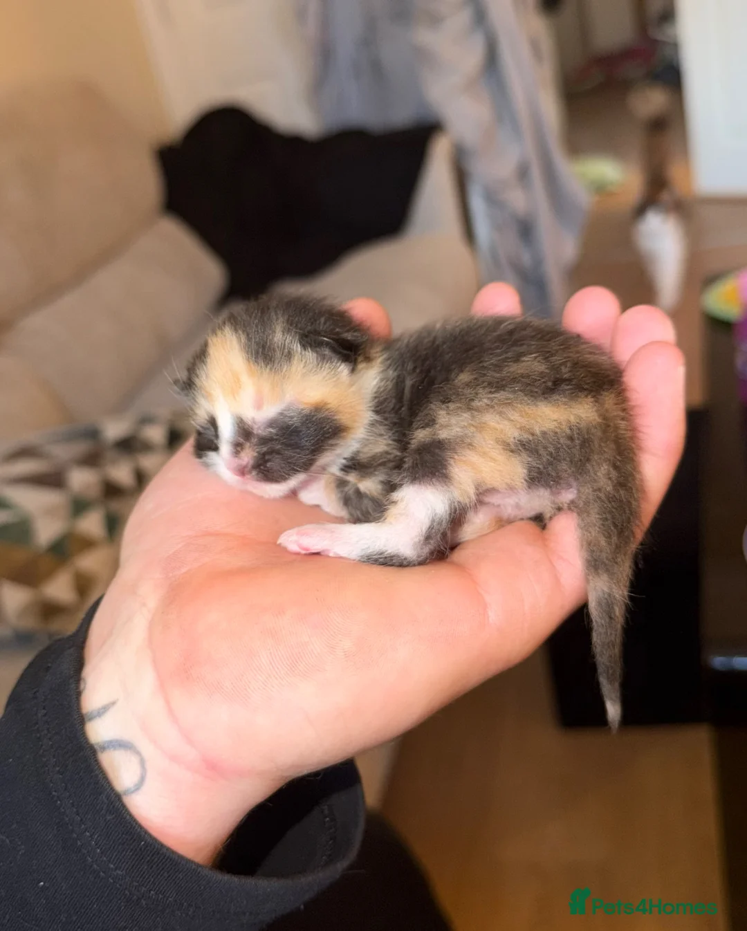 British Longhair cats for sale: Beautiful long haired kittens for sale - Advert 1