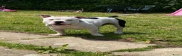 American Bull Staffy dogs for sale: Esko the pocket bully  - Advert 4