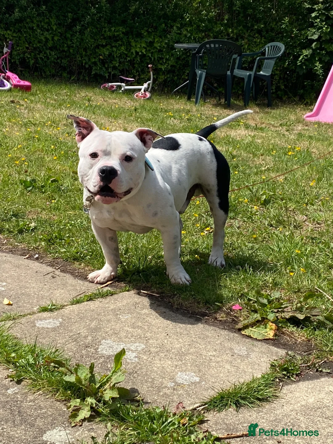 American Bull Staffy dogs for sale: Esko the pocket bully  - Advert 4