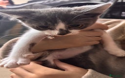 Mixed Breed cats for sale: Mixed breed kittens READY TO LEAVE NOW - Image 5