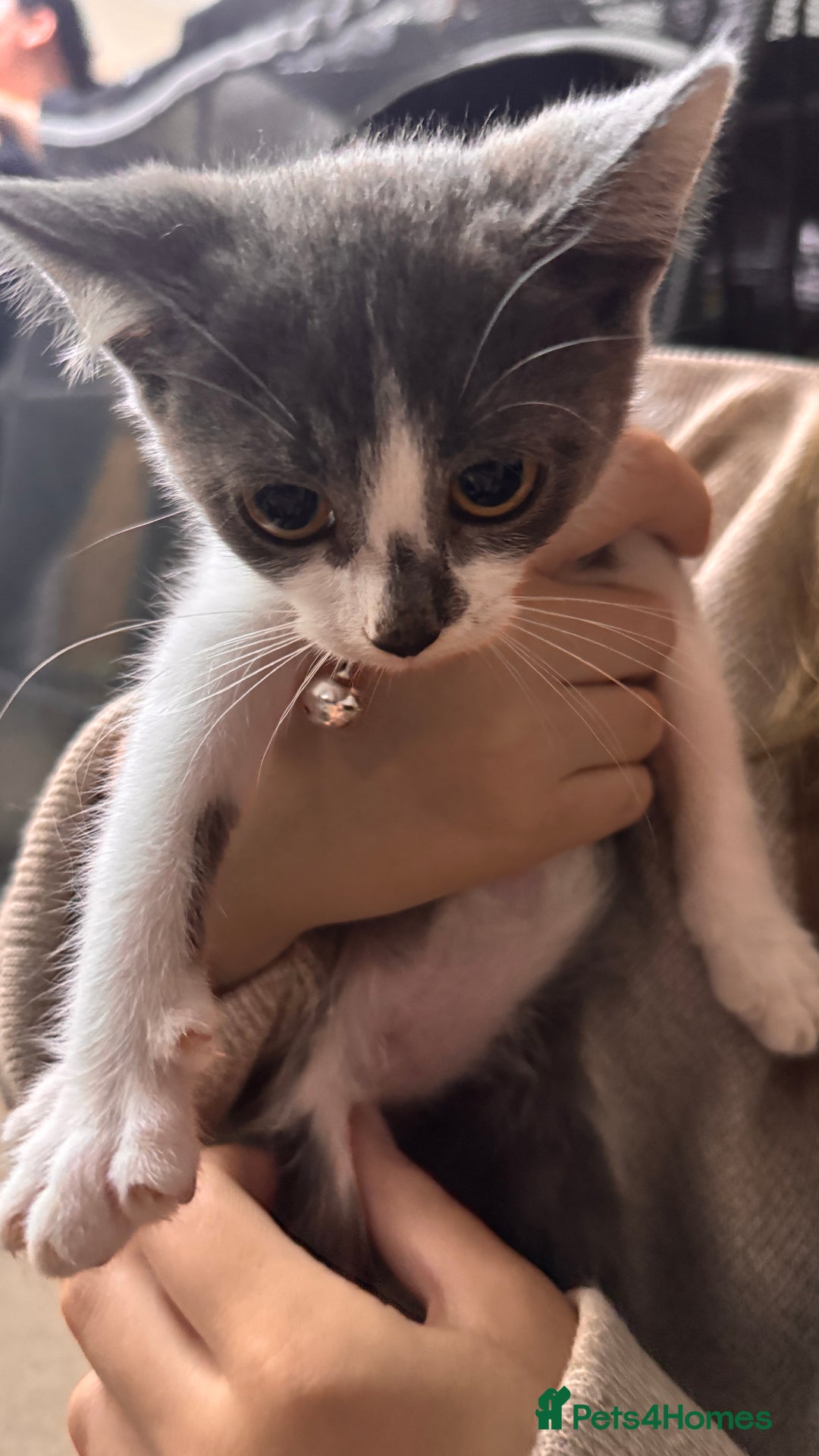 Mixed Breed cats for sale: Mixed breed kittens READY TO LEAVE NOW - Image 5