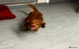 Cocker Spaniel dogs for sale: Fox red cocker male  - Image 2