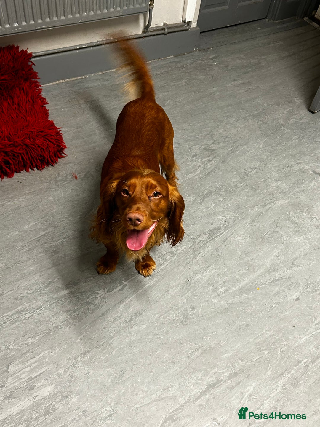 Cocker Spaniel dogs for sale: Fox red cocker male  - Image 2