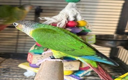 Conures birds for sale: Hand Reared Baby Sun & Yellow Sided  Conures  - Image 3