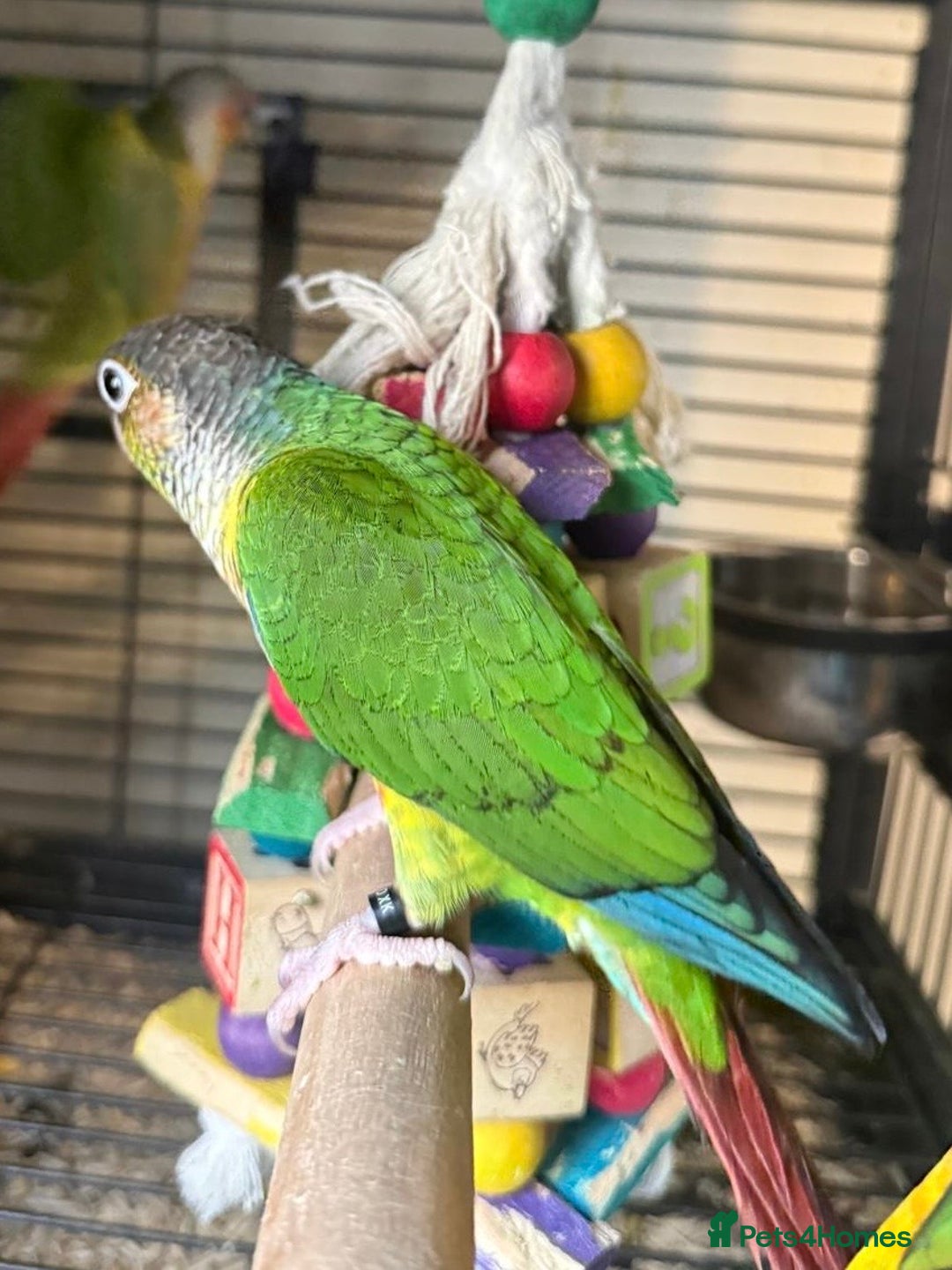 Conures birds for sale: Hand Reared Baby Sun & Yellow Sided  Conures  - Image 3