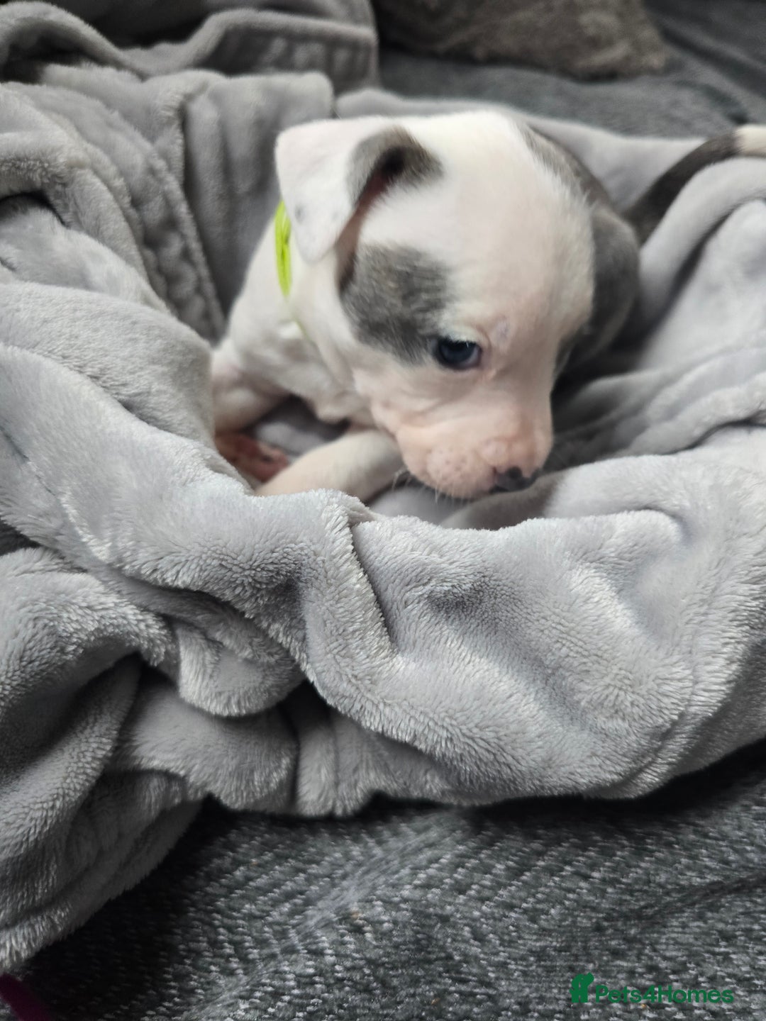 Staffordshire Bull Terrier dogs for sale: Staffordshire Bull Terrier  - Advert 10