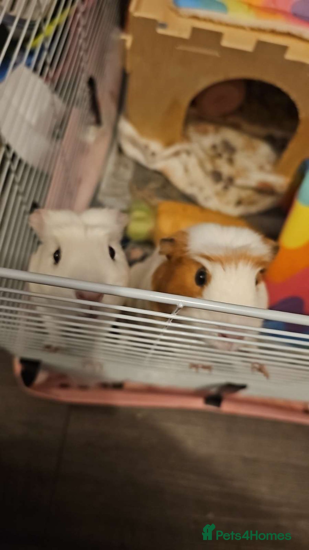 Guinea Pig rodents for sale: 2 sweet female guinea pigs for sale - Advert 2