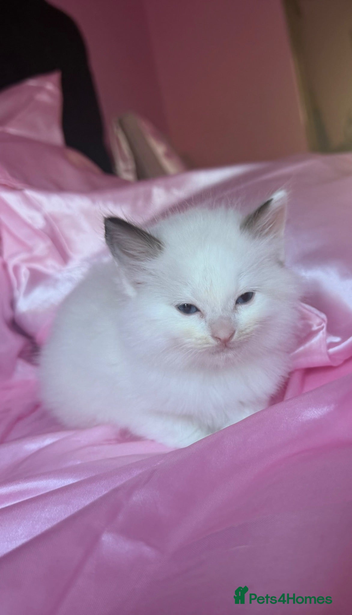 Ragdoll cats Last Bicolour Ragdoll boy left  - Advert 2