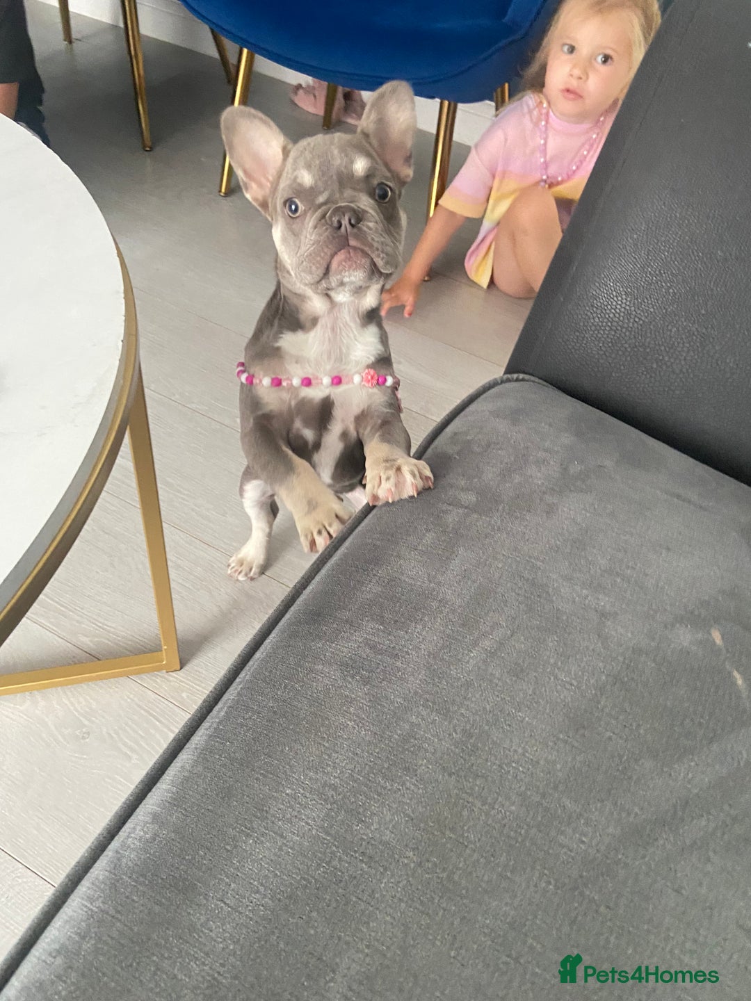 French Bulldog dogs for sale: Female 9 month old French bulldog  - Advert 3