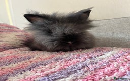 Lionhead rabbits for sale: Last double mained lionhead ready to go now!!  - Image 2