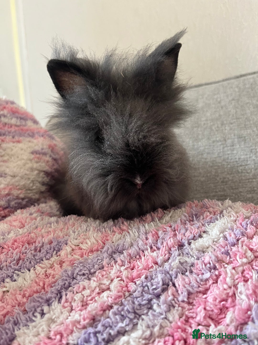 Lionhead rabbits for sale: Last double mained lionhead ready to go now!!  - Image 2
