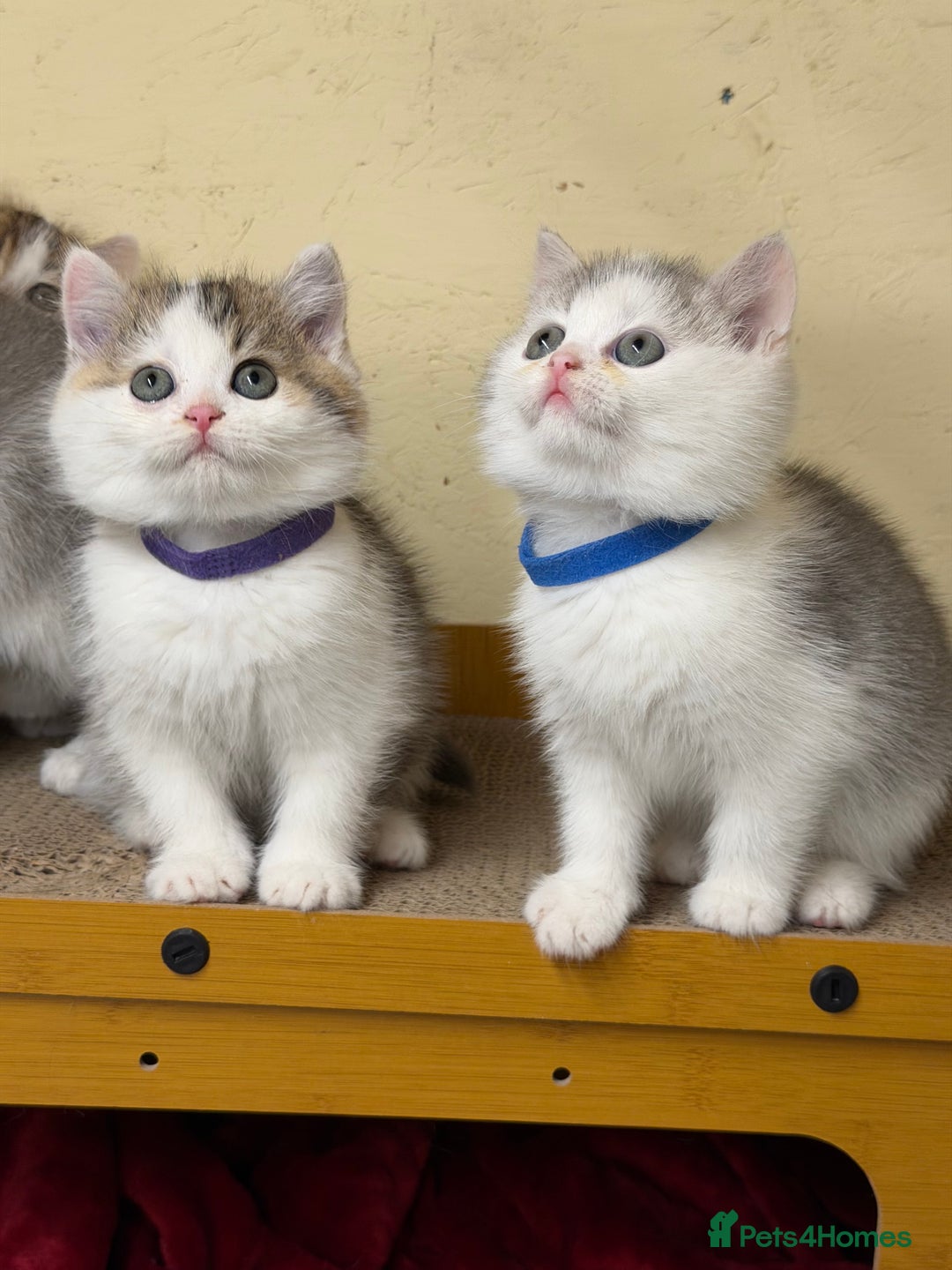British Shorthair cats for sale: BSH tri- colour golden/blue/white kittens TICA - Advert 12