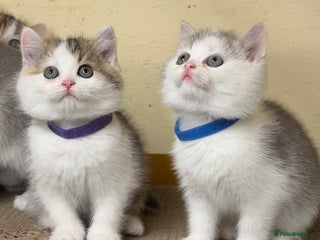 British Shorthair cats BSH tri- colour golden/blue/white kittens TICA - Advert 3