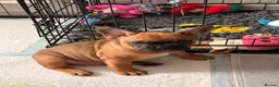 French Bulldog dogs for sale: 2Girls @ 2Boys French bulldogs  - Advert 2