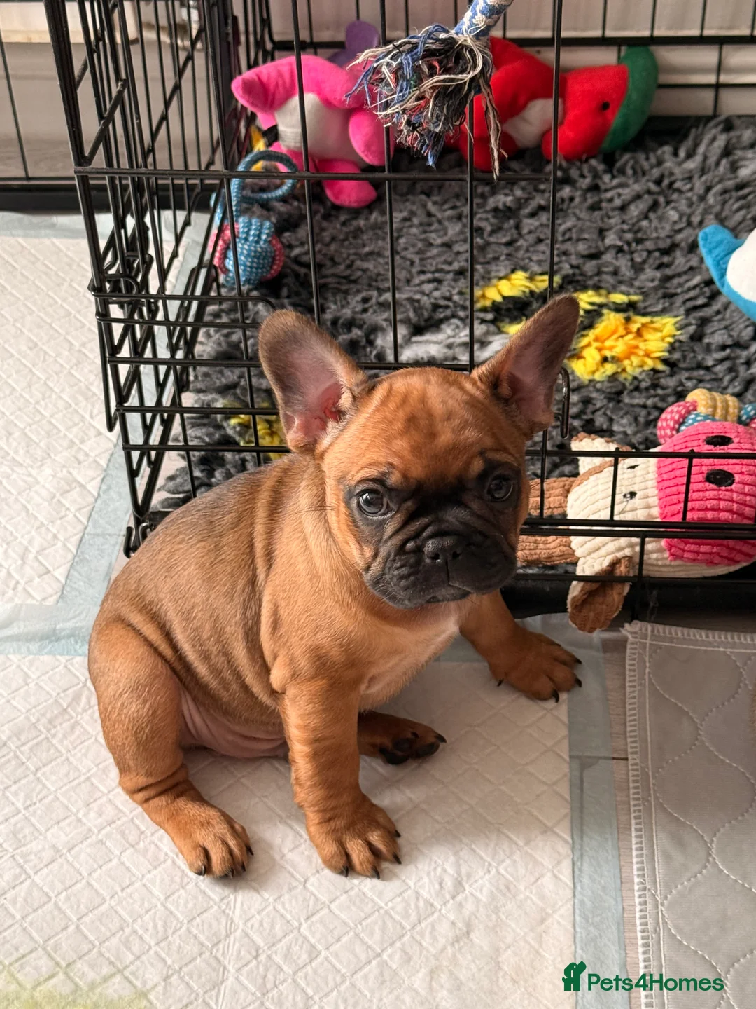 French Bulldog dogs for sale: 2Girls @ 2Boys French bulldogs  - Advert 2
