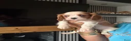 Cavalier King Charles Spaniel dogs for sale: KC registered DNA clear Cavalier pups, ready now - Advert 25