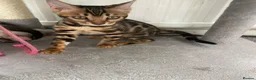 Bengal cats for sale: LAST THREE Ready now GCCF REGISTERED  - Advert 31