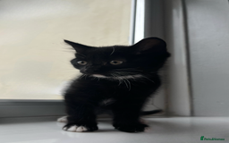 Domestic Shorthair cats for sale: SERIOUS HOMES ONLY - Image 7