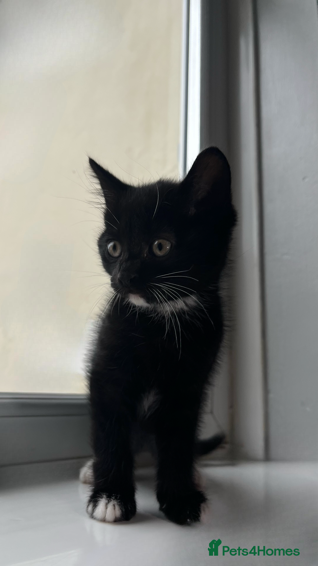 Domestic Shorthair cats for sale: SERIOUS HOMES ONLY - Image 7