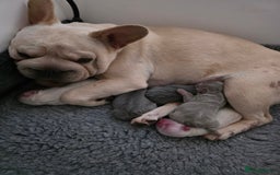 French Bulldog dogs for sale: Bonnie litter - Advert 1