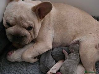 French Bulldog dogs Bonnie litter - Advert 3