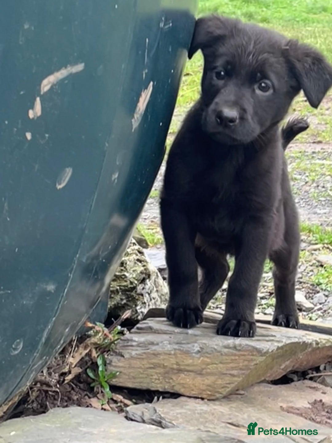 Labrador Retriever dogs for sale: Last incredible little girl  - Advert 17