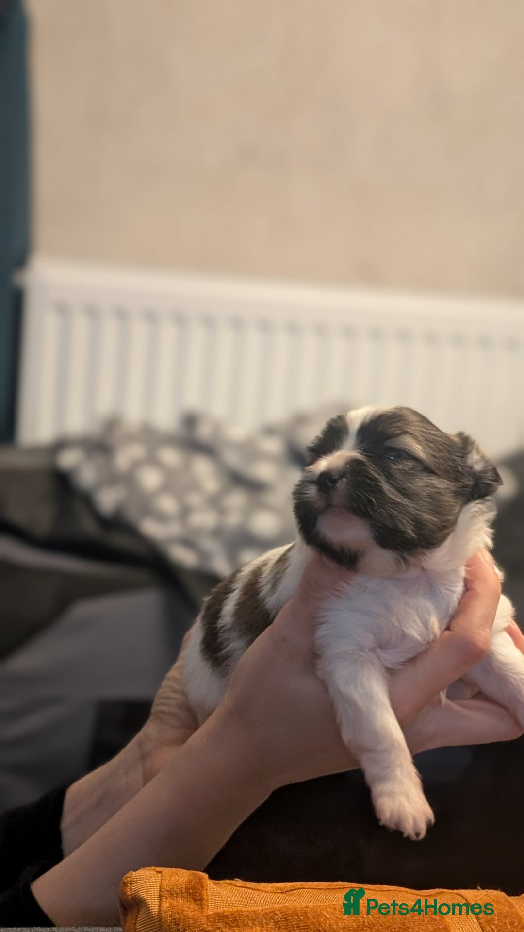 Papillon dogs for sale: Stunning papillon girls  - Advert 6