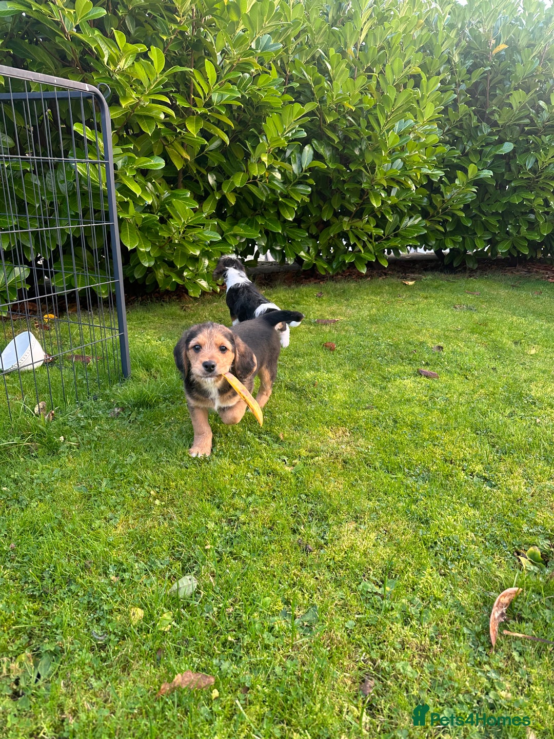 Mixed Breed dogs for sale: 🐾 Beautiful Cavapoo x Beagle Puppies 🐾 - Advert 11