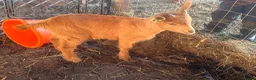 Goats livestock for sale: Royal Golden Guernsey Goats - Advert 3