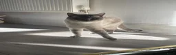 Ragdoll cats for sale: 2 year old ragdoll cat in Paisley - Advert 3