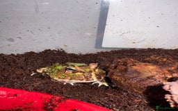 Frog reptiles for sale: Pac-Man frog - Image 1