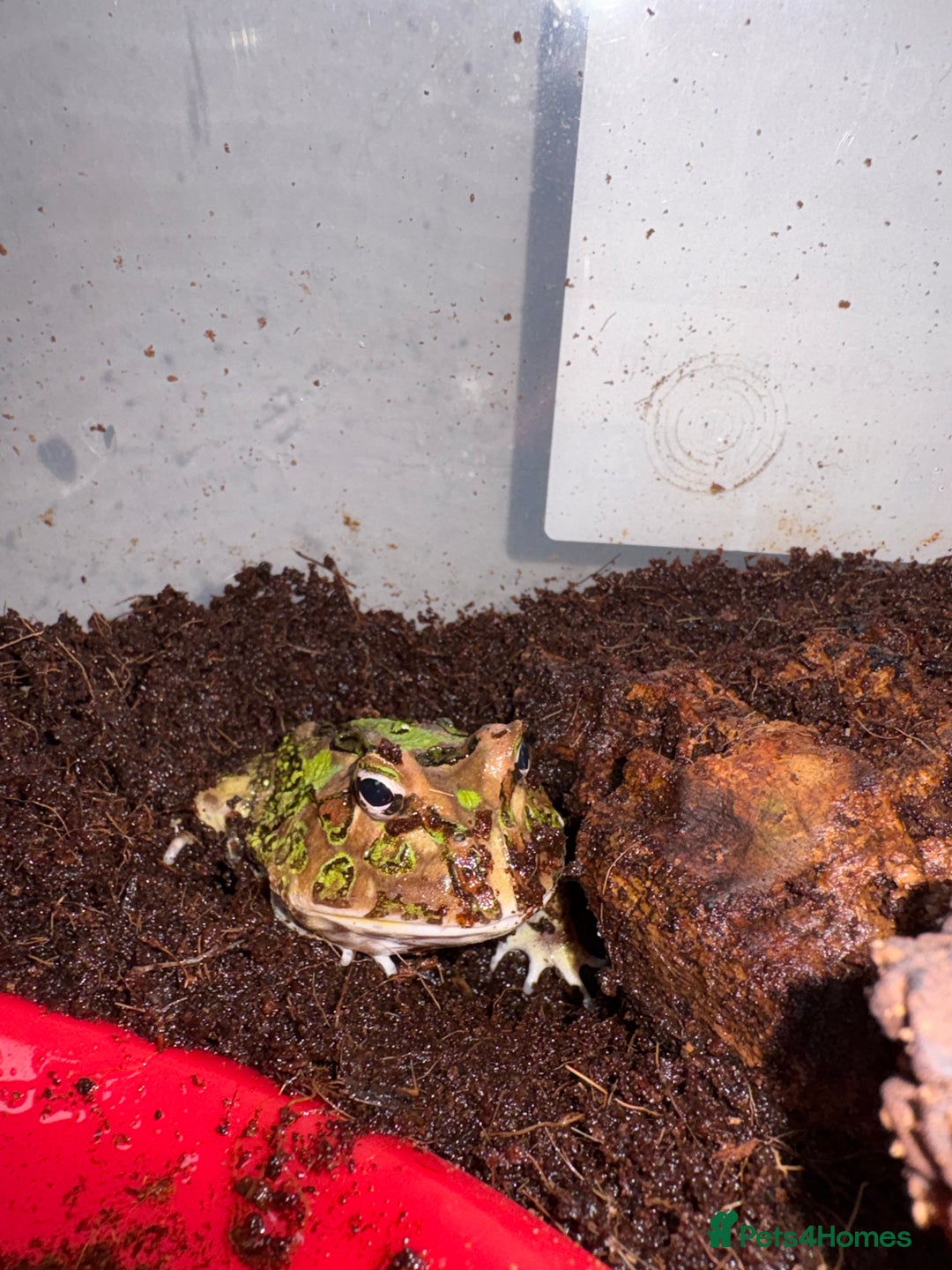 Frog reptiles for sale: Pac-Man frog - Image 1