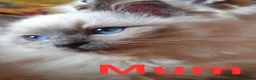 Oriental cats for sale: Stunning Oriental Ragdolls  - Advert 22