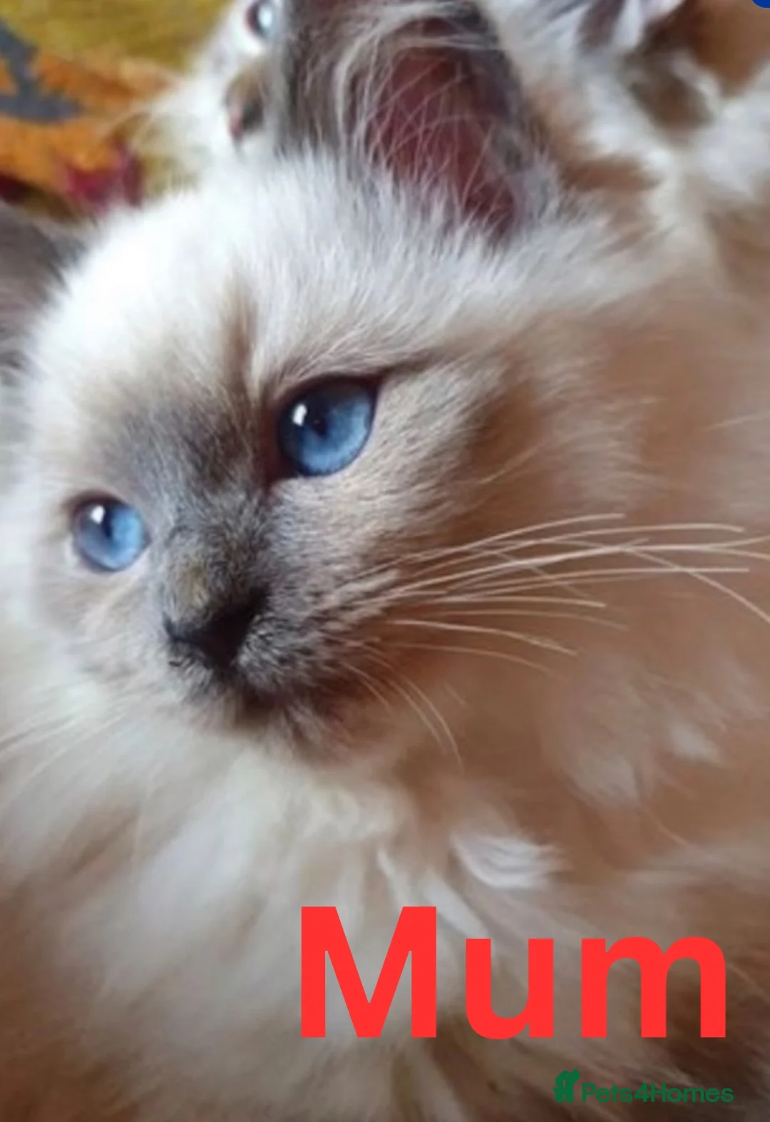 Oriental cats for sale: Stunning Oriental Ragdolls  - Advert 22