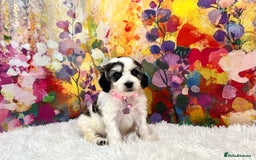 Cockapoo dogs for sale: ⭐️Rare Silver Phantom DNA CLEAR Mini F1 Cockapoos - Image 2