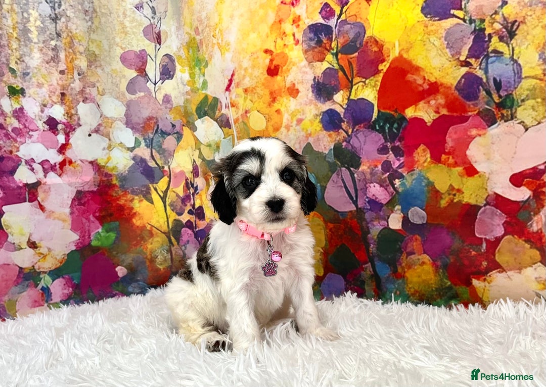 Cockapoo dogs for sale: ⭐️Rare Silver Phantom DNA CLEAR Mini F1 Cockapoos - Image 2