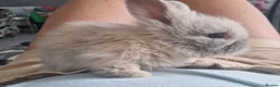 Mini Lion Lop rabbits for sale: Stunning lion lop baby rabbits in Newcastle upon Tyne - Advert 4